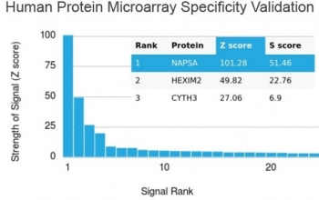Recombinant Napsin A Antibody
