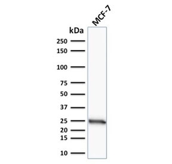 Bcl-2 Antibody