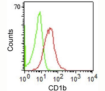 CD1b Antibody