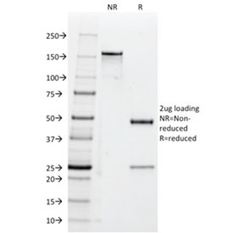 CD47 Antibody / IAP / Integrin Associated Protein