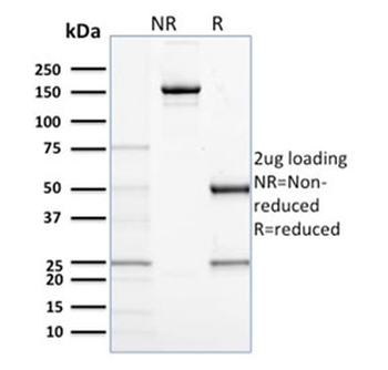 CD68 Antibody