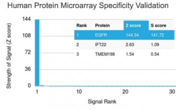 EGF Receptor / EGFR Antibody