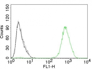 EGF Receptor / EGFR Antibody