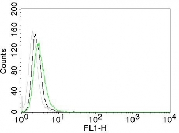 EGF Receptor / EGFR Antibody