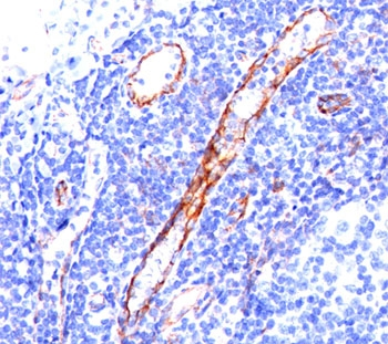 CD31 Antibody / PECAM-1