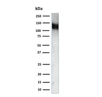 CD31 Antibody / PECAM-1