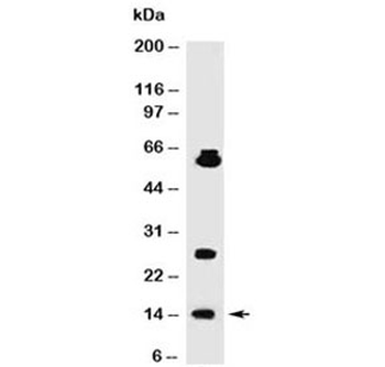 SUMO1 Antibody