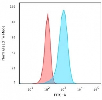 PGP9.5 Antibody / UchL1