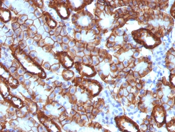 Cadherin 16 Antibody