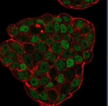 p27Kip1 Antibody