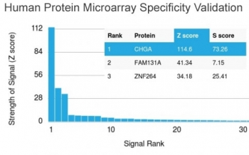Chromogranin A Antibody