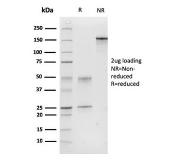 Calponin 1 Antibody