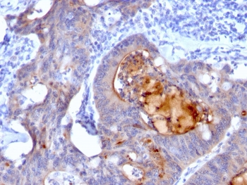 Recombinant Secretory Component Glycoprotein Antibody / ECM1