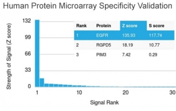 EGF Receptor / EGFR Antibody