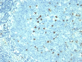 CD57 Antibody