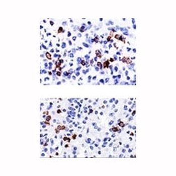 CD57 Antibody