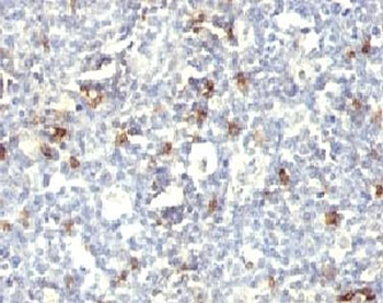 CD57 Antibody