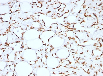 Histone H1 Antibody