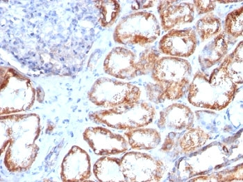 HSP60 Antibody