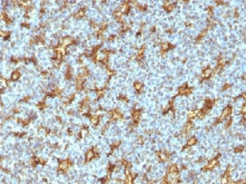 CD11c Antibody