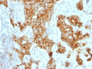 CD11c Antibody