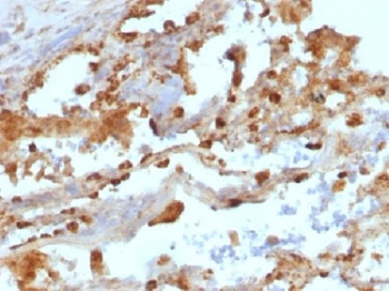 CD11c Antibody