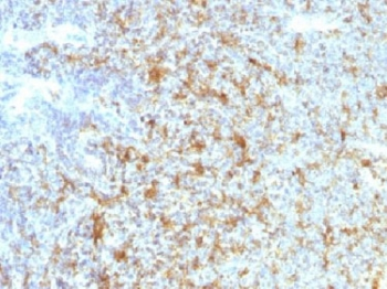 CD11c Antibody