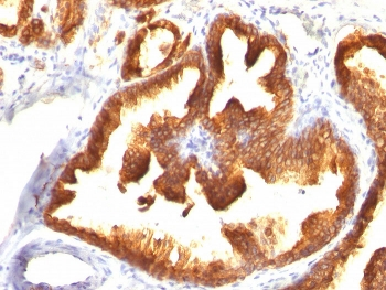 CK18 Antibody / Cytokeratin 18