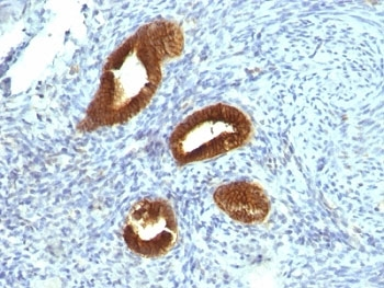 Cytokeratin 19 Antibody