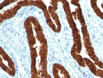 KRT19 Antibody / Cytokeratin 19