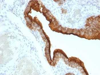 MUC1 Antibody / Mucin-1