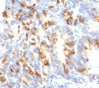 MUC2 Antibody