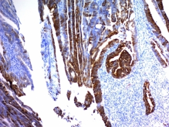MUC2 Antibody