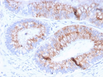 MUC2 Antibody