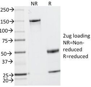 MUC2 Antibody