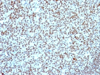 Nucleolin Antibody