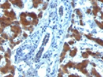 RBP Antibody / Retinol Binding Protein 1