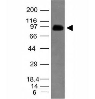CD43 Antibody