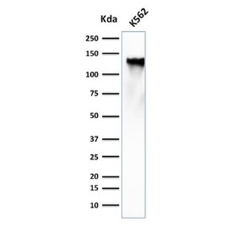 CD43 Antibody