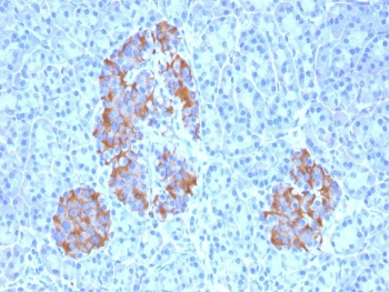 TNF-alpha Antibody