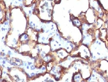 CD34 Antibody