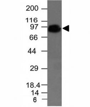 CD44 Antibody / HCAM