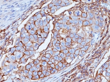 CD44 Antibody / HCAM