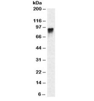 CD44 Antibody / HCAM