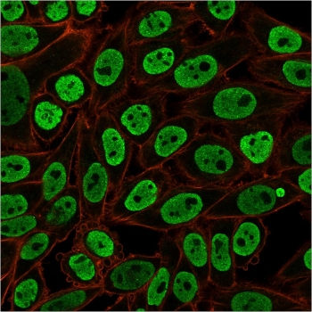 Nuclear Marker Antibody