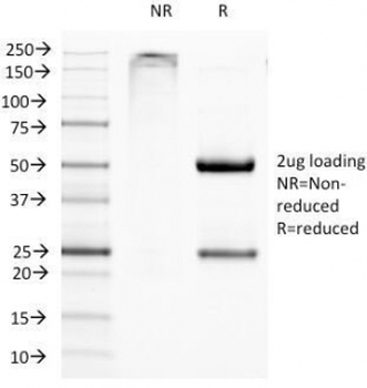 CD11c Antibody