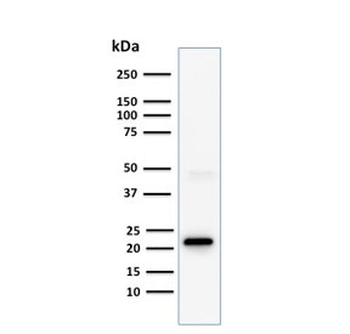 CD3e Antibody