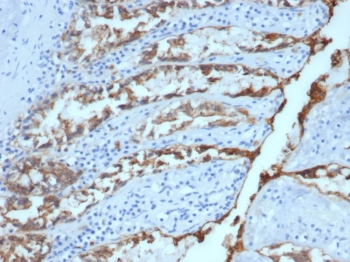EpCAM Antibody / Extracellular domain