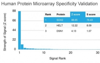 SOX2 Antibody