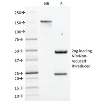 SOX2 Antibody